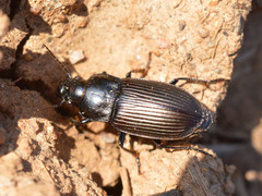Anisodactylus signatus