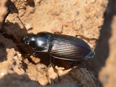 Anisodactylus signatus