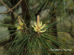 Pinus taiwanensis