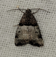 Cobubatha dividua