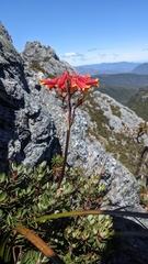 Blandfordia punicea