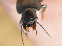 Anisodactylus signatus