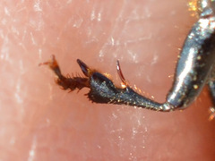 Anisodactylus signatus