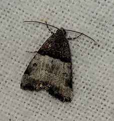 Cobubatha dividua