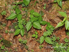 Toxicodendron orientale