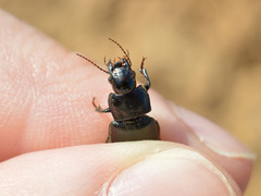 Anisodactylus signatus