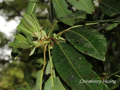 Daphniphyllum himalaense