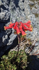 Blandfordia punicea