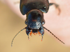 Anisodactylus signatus