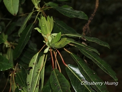 Daphniphyllum himalaense
