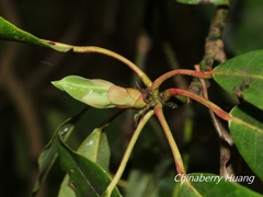 Daphniphyllum himalaense
