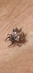 Thelacantha