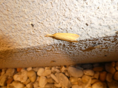 Schoenobius gigantella