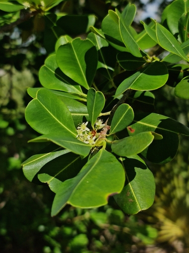Erythroxylum platyclados observed 2023-02-13
