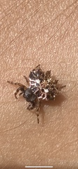 Thelacantha