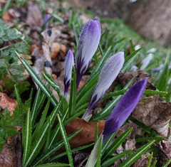 Crocus neapolitanus