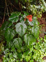 Clerodendrum japonicum