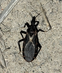Triatoma protracta