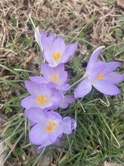Crocus tommasinianus