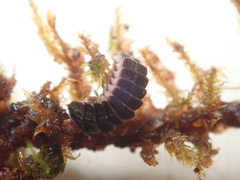 Phosphaenus hemipterus