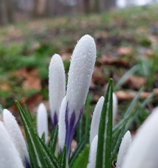 Crocus neapolitanus