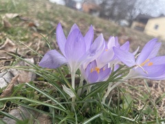 Crocus tommasinianus