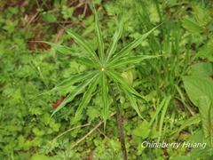 Arisaema consanguineum