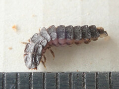 Phosphaenus hemipterus