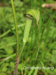 Arisaema consanguineum