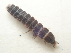 Phosphaenus hemipterus