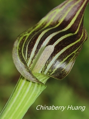 Arisaema consanguineum