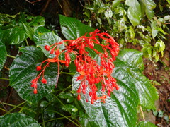 Clerodendrum japonicum