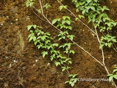 Toxicodendron orientale