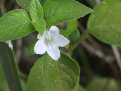 Ruellia prostrata