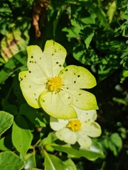 Dalechampia