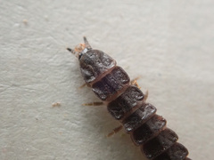 Phosphaenus hemipterus