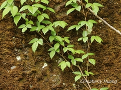 Toxicodendron orientale