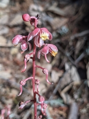 Pyrola aphylla