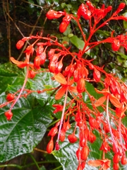Clerodendrum japonicum