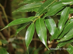 Cinnamomum insularimontanum