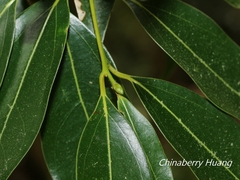 Cinnamomum insularimontanum