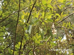 Stachyurus himalaicus