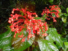 Clerodendrum japonicum