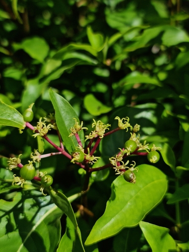 Chassalia princei