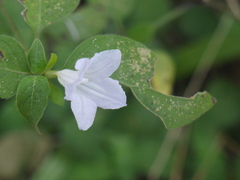 Ruellia prostrata