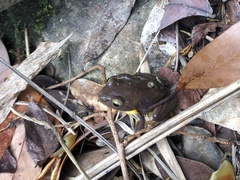 Zhangixalus taipeianus