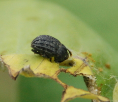 Rhyssomatus lineaticollis