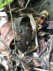 Zhangixalus taipeianus