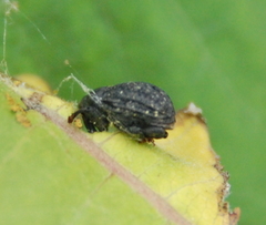 Rhyssomatus lineaticollis