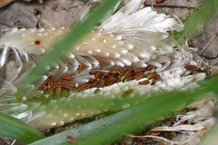 Stapelia grandiflora